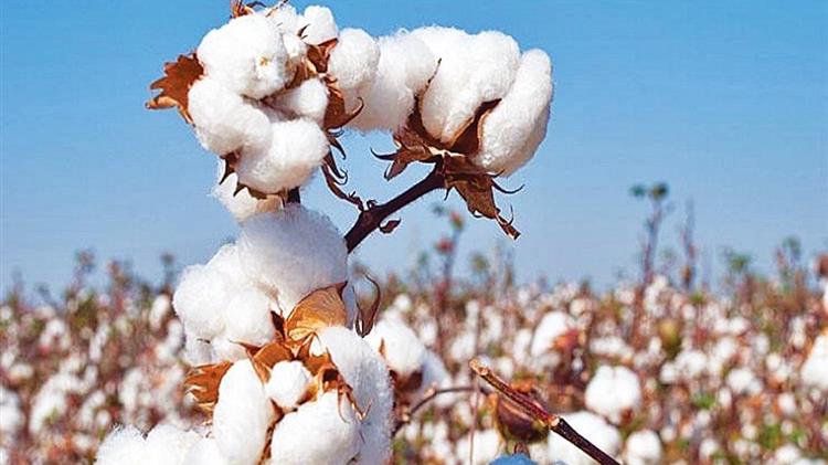 Ολοκληρωμένη Φυτοπροστασία Βαμβακοκαλλιέργειας