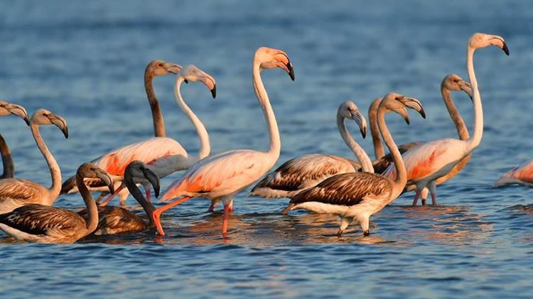 Σκότωσαν φλαμίνγκο στο Κοτύχι