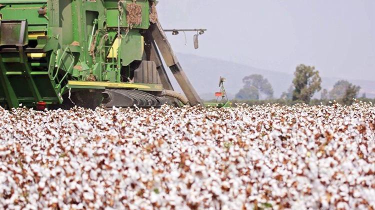 Πήγε να ανοίξει με αναπτήρα τις σακούλες με το βαμβάκι και έκαψε όλο το εμπόρευμα
