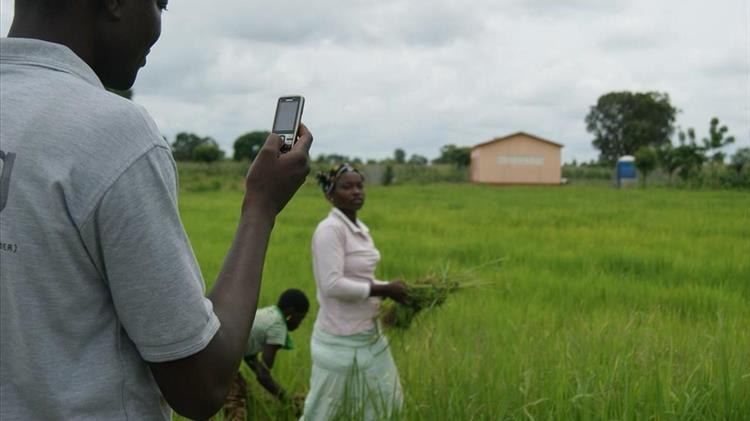 FAO: Prices of several staples up to multi-month highs