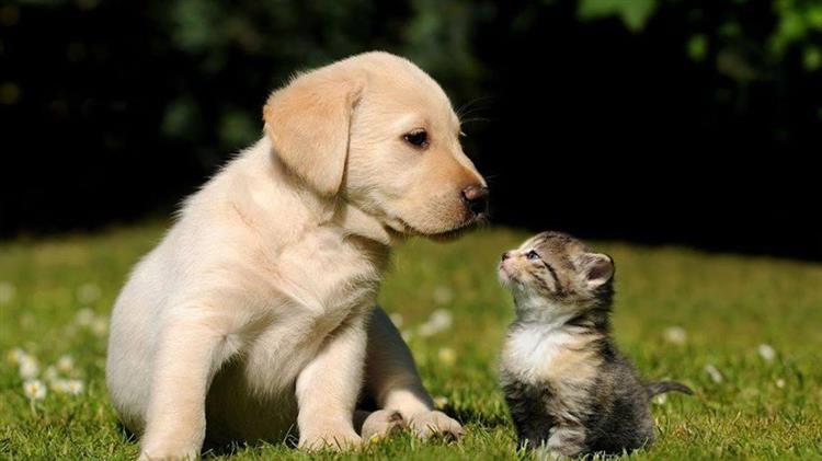 Π.Κ.Σ. μετά την έκδοση εγκυκλίου από το ΥΠ.ΕΣ. για την εφαρμογή του άρθρου περί λήψης δείγματος DNA