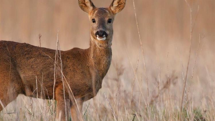 Αμυράς: Δεν θα επιτραπεί το κυνήγι ελαφιού στη Ρόδο