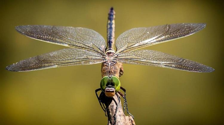 12ο Ευρωπαϊκό Συνέδριο Εντομολογίας - Πώς τα έντομα και η έρευνα τους βελτιώνει την ποιότητα ζωής για τον άνθρωπο