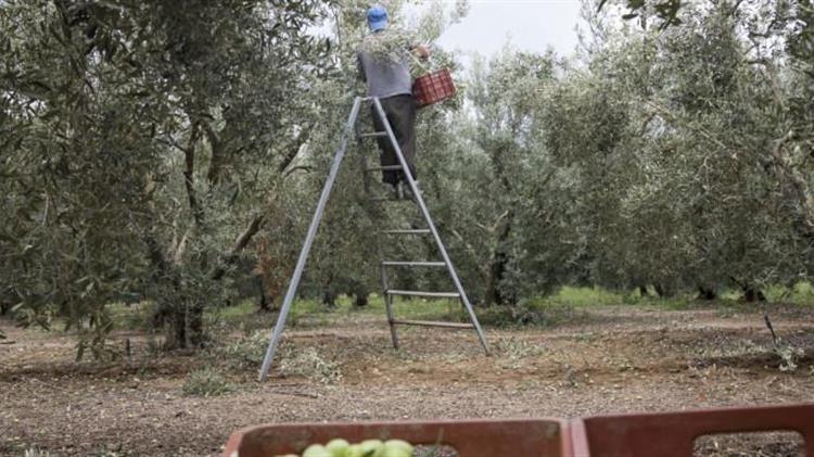 Ενημέρωση ελαιοπαραγωγών για την έναρξη συγκομιδής ελαιοκάρπου