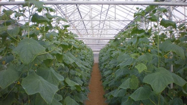 Ο Αγροτικός Σύλλογος Φιλιατρών ζητά να αποζημιωθούν οι θερμοκηπιακές καλλιέργειες όπως στην Κρήτη