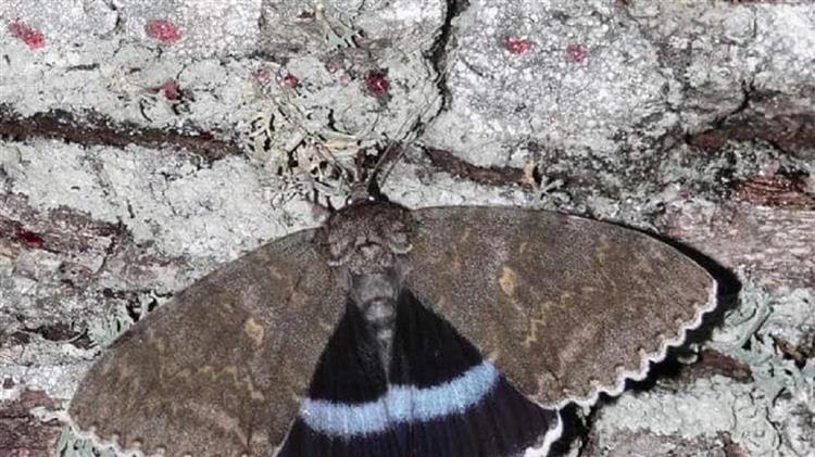 Τσερνόμπιλ: Ανακαλύφθηκε πεταλούδα σε μέγεθος πουλιού!