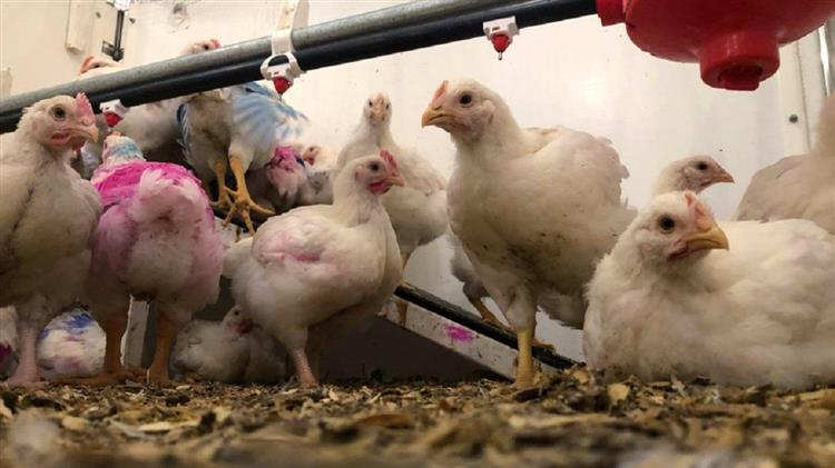 Οι Βρετανοί πτηνοτρόφοι προειδοποιούν για Χριστούγεννα χωρίς γαλοπούλα