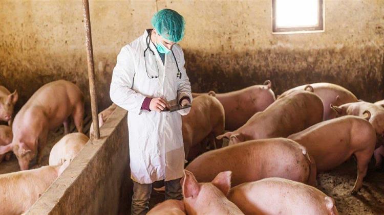 EFSA: Εκστρατεία στην Ελλάδα για την Αφρικανική Πανώλη των Χοίρων