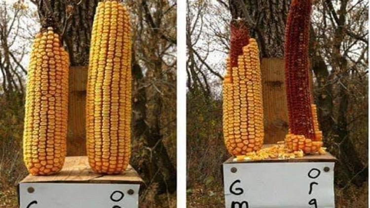 Ένα ενδιαφέρον πείραμα για τους γενετικά τροποποιημένους οργανισμούς