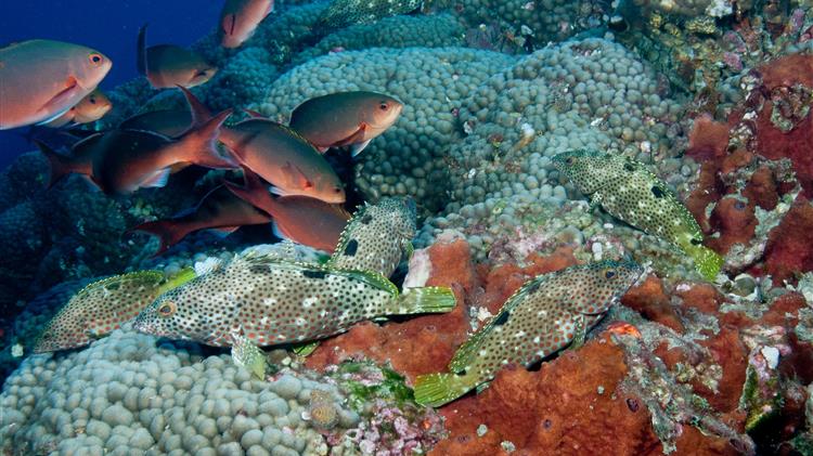 Στα πρόθυρα της εξαφάνισης ο Μεγάλος Κοραλλιογενής Ύφαλος