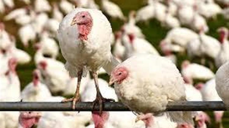 Η γρίπη των πτηνών "απειλεί" την Ευρώπη