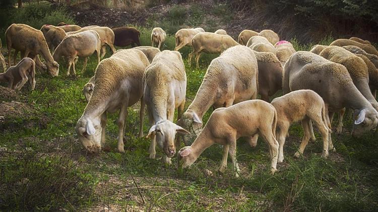 Στις 15 Δεκεμβρίου ξεκινούν οι αιτήσεις για τη γενετική βελτίωση ζώων