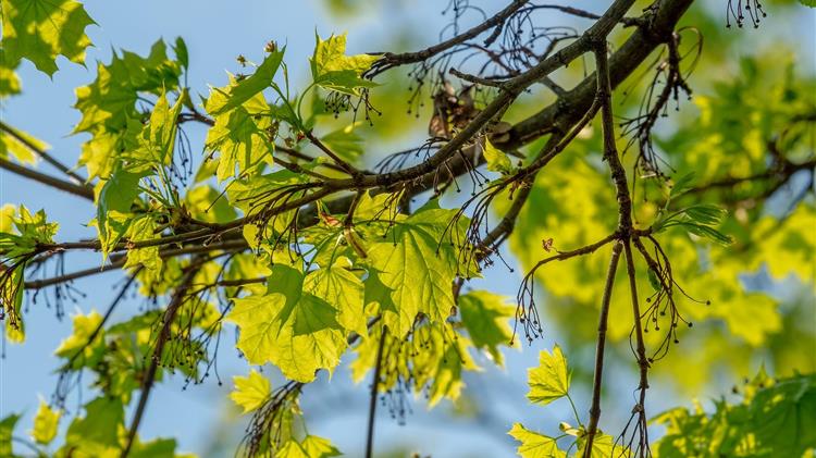 Ιωάννινα: Κοπή πλατάνων και στην παραλίμνιο