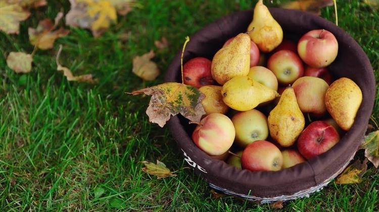 De minimis για αχλάδια και πιο ευέλικτο πρόγραμμα αναδιάρθρωσης, ζήτησε ο Χαρακόπουλος από Γεωργαντά