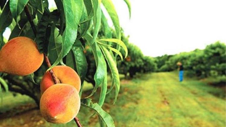 Αίτημα για αποζημιώσεις από δενδροκαλλιεργητές Ημαθίας και Πέλλας