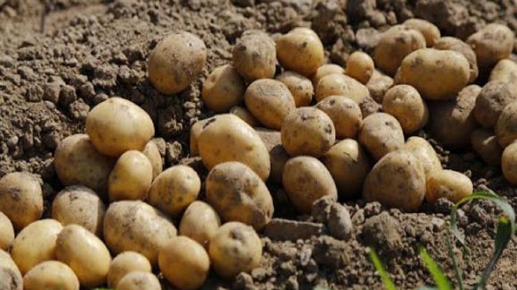 Πέλλα: Αποζημίωση του συνόλου των πατατοπαραγωγών - Η δέσμευση Βορίδη