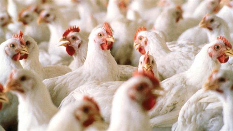 Άρτα: Πέταξαν 1000 νεκρά πουλερικά σε τάφρο