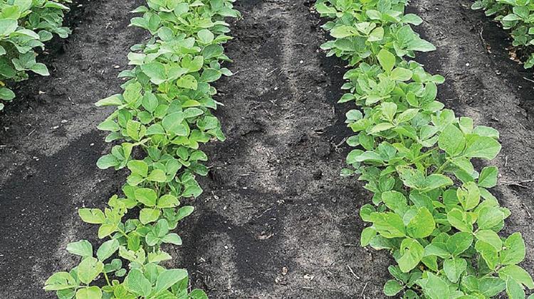 Σιτηρά: Νέα υποχώρηση για σόγια και φοινικέλαιο - Σταθερά πάνω σιτάρι και καλαμπόκι