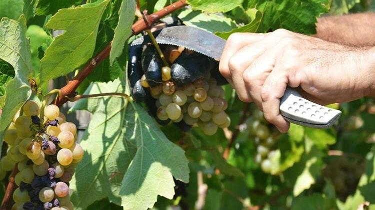 Τρύγος Νεμέας: Μικρότερη ποσότητα, άψογη ποιότητα