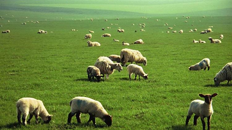 Στη Διαύγεια το έργο των συμβάσεων για τα Διαχειριστικά Σχέδια Βόσκησης