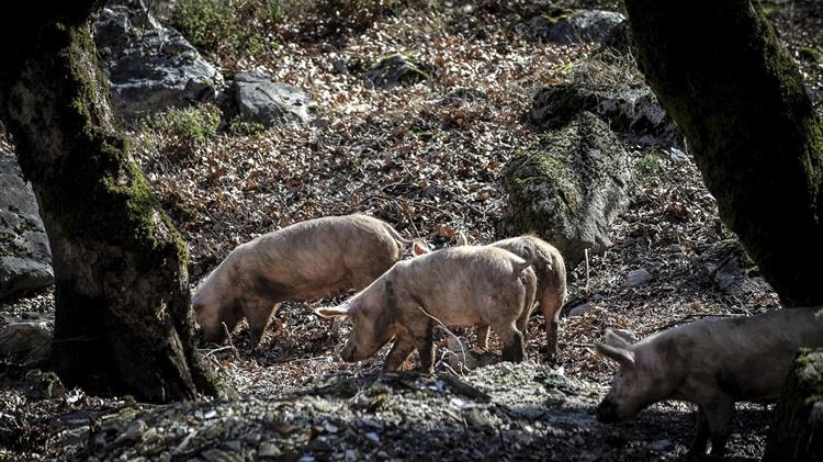 Η αφρικανική πανώλη απειλεί ξανά τον πληθυσμό των χοίρων στη Βουλγαρία
