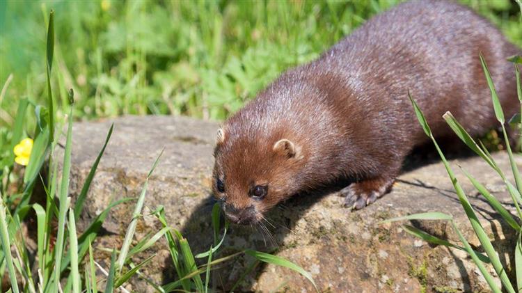 Κοζάνη: Συνεχείς έλεγχοι στις φάρμες γουνοφόρων ζώων – 9 οι ύποπτες μέχρι τώρα