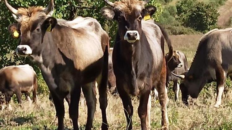 Η «Μελισσώ η Στεφανοκέρατη» μια Κατερινιώτισσα … νύμφη στα Τρίκαλα