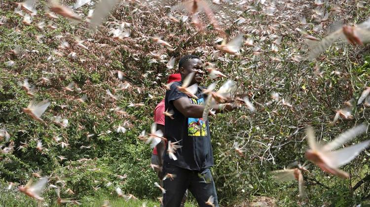 Σομαλία: Δραματική η κατάσταση με σμήνη ακρίδων που σαρώνουν καλλιέργειες