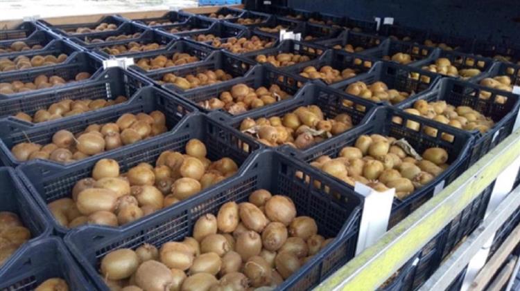 INCOFRUIT-HELLAS: Σε κανονικά για την εποχή επίπεδα οι εξαγωγές εσπεριδοειδών και ακτινιδίων