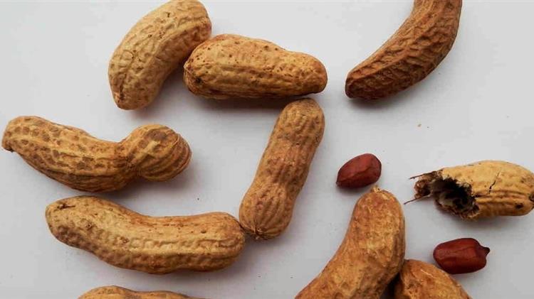 Ισχυρές πιέσεις δέχεται η αραχίδα