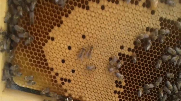 ΥΠΑΑΤ: Μέχρι 15 Ιουλίου οι αιτήσεις για τη δράση «Εξορθολογισμός της εποχιακής μετακίνησης μελισσοσμηνών»