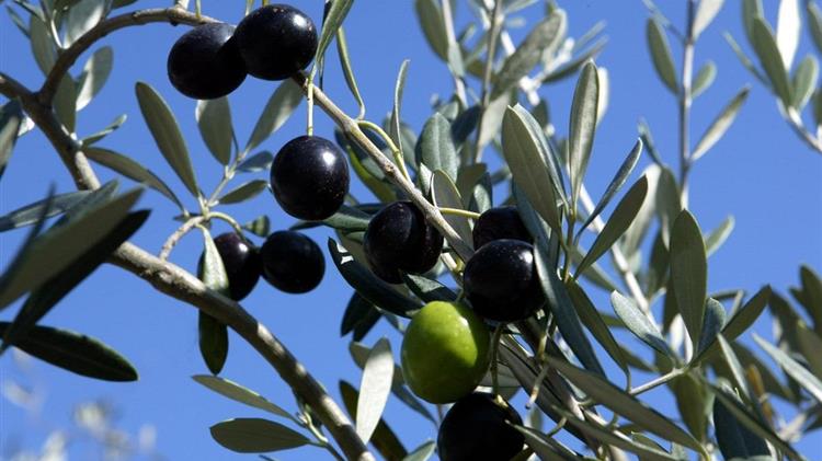 Ελιές Καλαμών: Αναβλήθηκε η εκδίκαση στο ΣτΕ