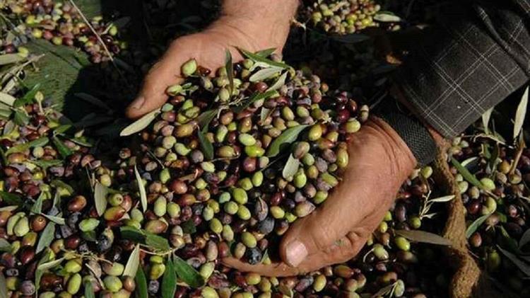 Χαλκιδική: Αυξημένη η παραγωγή ελιάς παρά την κακοκαιρία