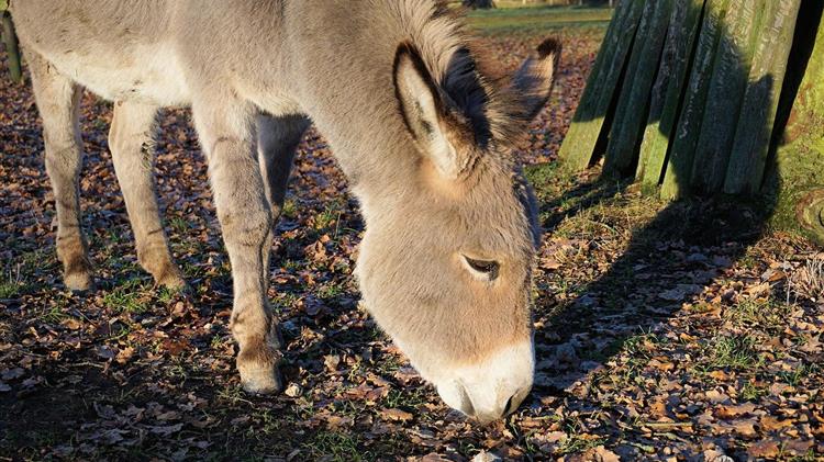 Η παραγωγή γάλατος όνου ως επιχειρηματική ιδέα