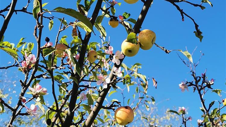 Άνθισαν οι “άγριες” μηλιές μέσα στο φθινόπωρο στις Σέρρες