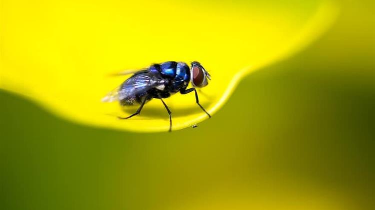 Έρευνα των επιστημόνων για τη μύγα των φρούτων