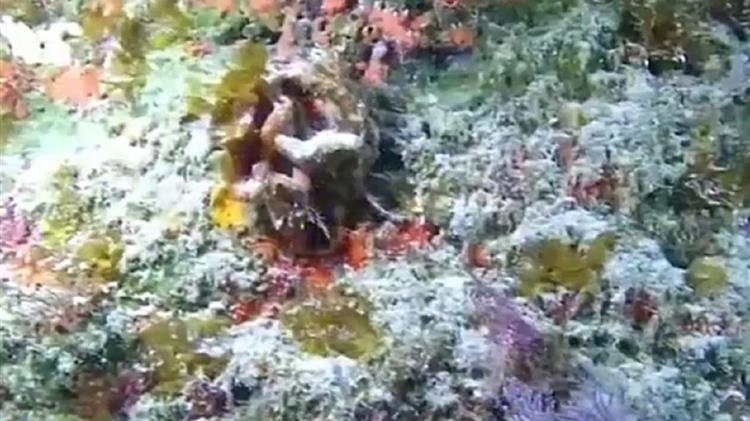 Εντοπίστηκαν νέα είδη ψαριών και θαλάσσιων οργανισμών στον Ινδικό [vid]