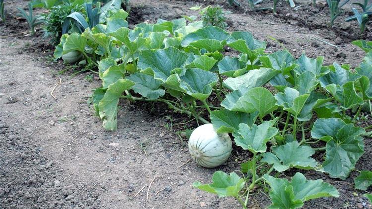 Κατατέθηκε αίτημα για την καταβολή αποζημιώσεων στους παραγωγούς πεπονιού