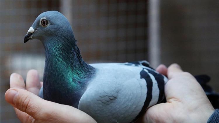 Δημοπρασίες: Παγκόσμιο ρεκόρ πώλησης με 1,6 εκ. ευρώ για ένα αγωνιστικό περιστέρι