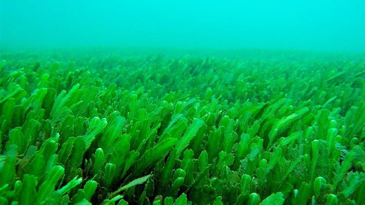 Το φυτοπλαγκτόν δίνει τη ζωή στη θάλασσα