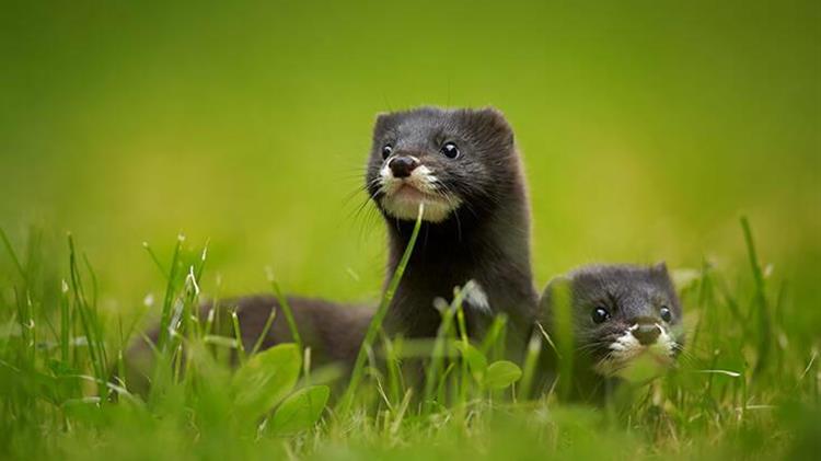 Γαλλία: Εκτροφείο βιζόν μολύνθηκε από κορονοϊό