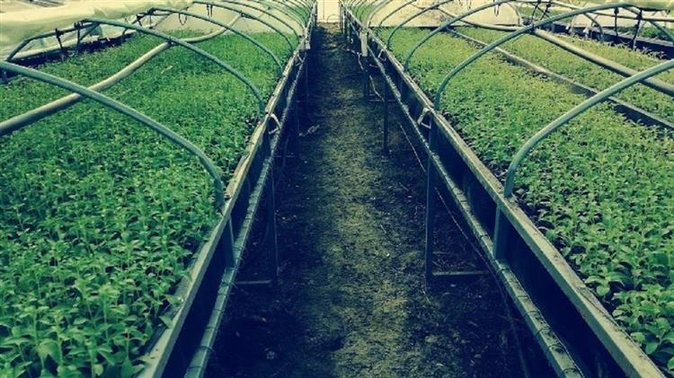 Κομοτηνή: Στον δήμο Αρριανών του νομού Ροδόπης, ο πρώτος επί ελληνικού εδάφους συνεταιρισμός παραγωγών στέβιας