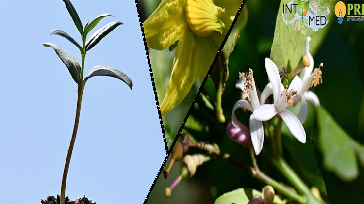 Διαδικτυακό συνέδριο για αγροτικά θέματα από το Π.Θ.