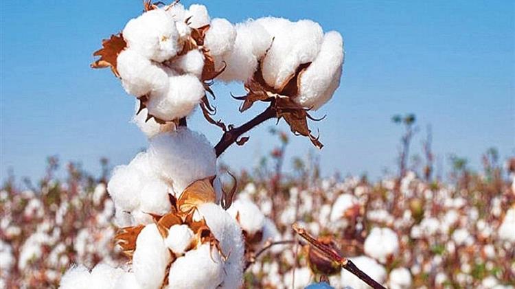 ΟΠΕΚΕΠΕ: Λεπτομέρειες για την συνδεδεμένη ενίσχυση στο βαμβάκι