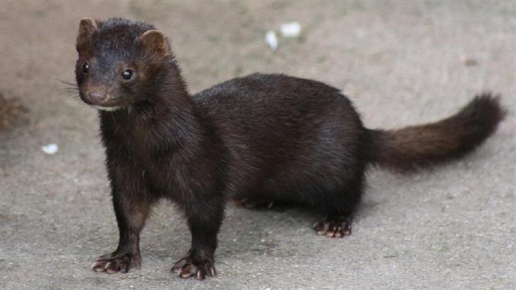 Ιρλανδία: Οι αρχές θα θανατώσουν τα βιζόν εκτροφής που μπορεί να φέρουν μια μετάλλαξη του κορονοϊού