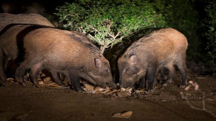 Κυνηγοί χάρισαν 300 κιλά κρέας αγριογούρουνων σε συσσίτια, άπορους και πολύτεκνους στο Κιλκίς