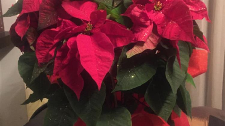 Χριστούγεννα με λάμψη: Αλεξανδρινά, γκι και ου με χρυσόσκονη και στρας