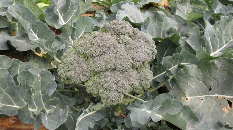 Κιλκίς: Αγρότης καλλιεργεί τα λαχανικά του υπό τους ήχους χριστουγεννιάτικης μουσικής