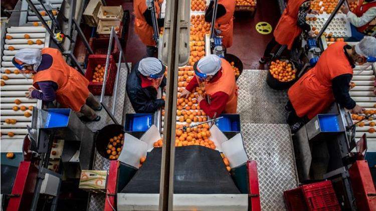 Εσπεριδοειδή: «Ασανσέρ» οι τιμές εν μέσω πανδημίας