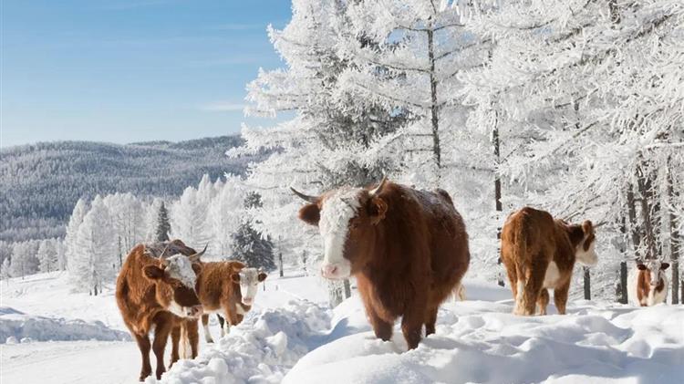 Στηθόδεσμο έβαλαν στις αγελάδες στο πιο κρύο χωριό του κόσμου